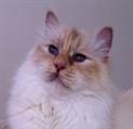 Lilac tortie point volwassen #catterycyliyana